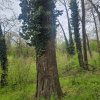 SUPER  OCAZIE TEREN 4000MP DE VANZARE IN SNAGOV CU DESCHIDERE LA LACUL SNAGOV